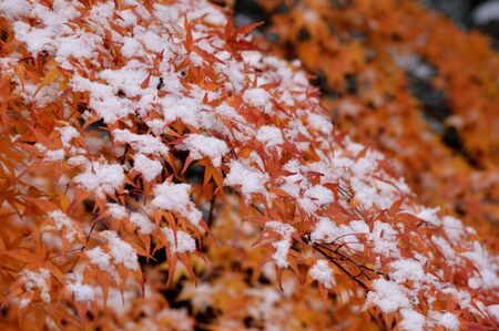 maple