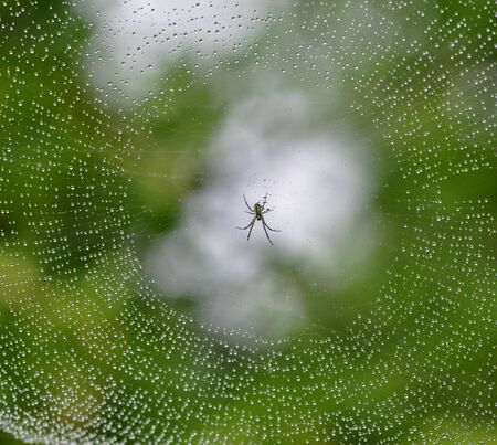 spider web
