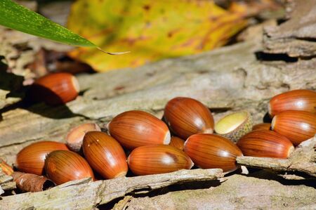 acornsの写真素材