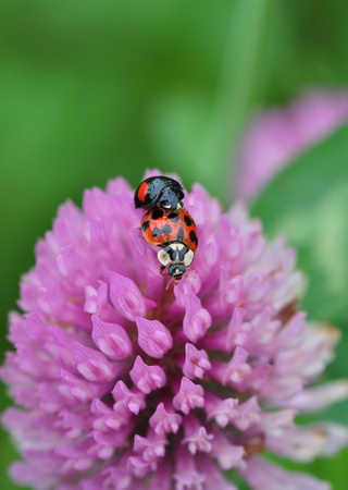 ladybirdsの写真素材