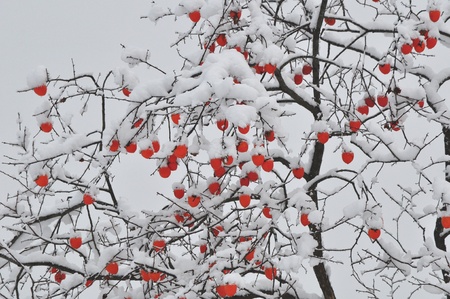 persimmon treeの写真素材