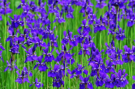 irisesの写真素材