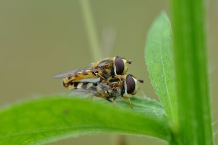 hoverfliesの写真素材