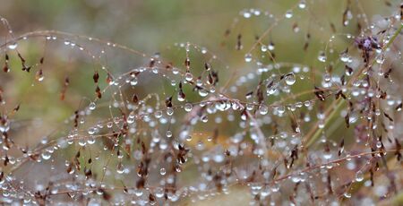 rain dropsの写真素材