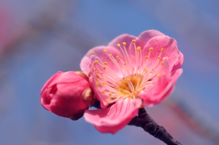 plum blossomの写真素材