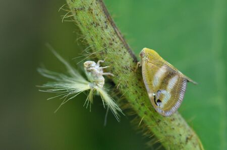 insect hagoromo