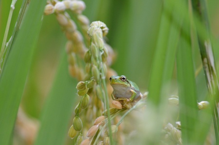tree frogの写真素材