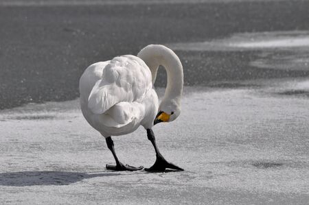 swan