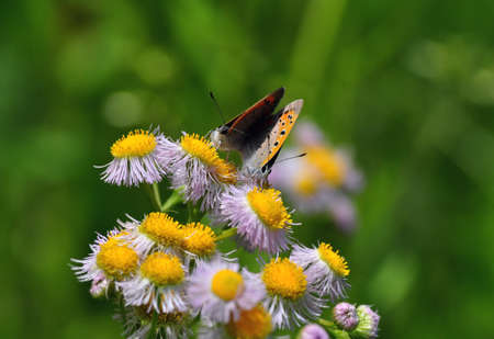 mating of butterfliesの写真素材