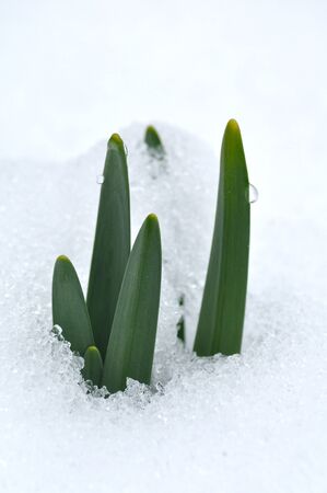 narcissusの写真素材