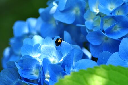 hydrangeaの写真素材