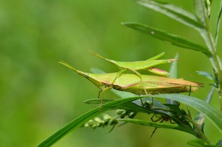 grasshoppersの写真素材
