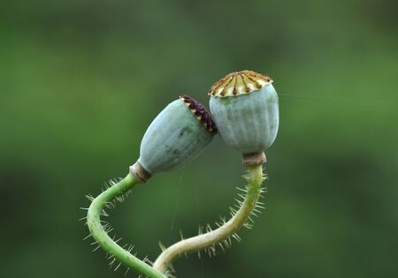 oriental poppyの写真素材