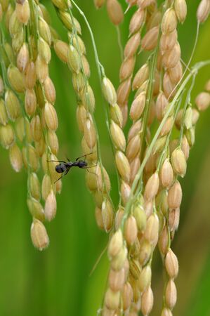 an ear of rice and an antの写真素材