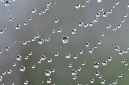 spider Web with water dropsの写真素材