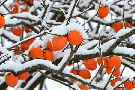 persimmonの写真素材