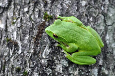 rhacophorus arboreusの写真素材