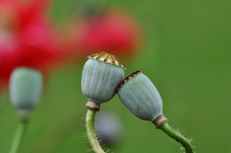 oriental poppyの写真素材