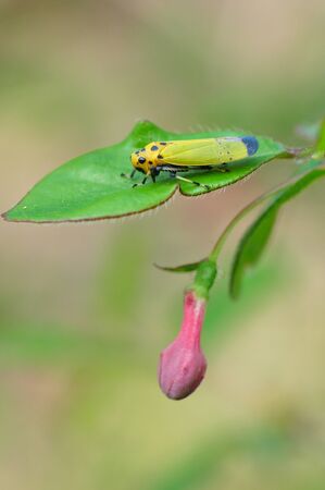 leafhopper