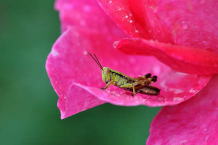 grasshopperの写真素材