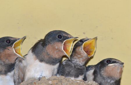 swallowsの写真素材