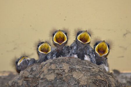 swallowsの写真素材