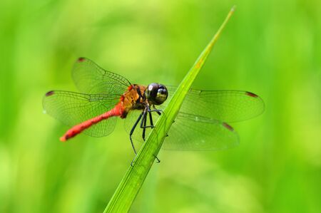 red dragonflyの写真素材