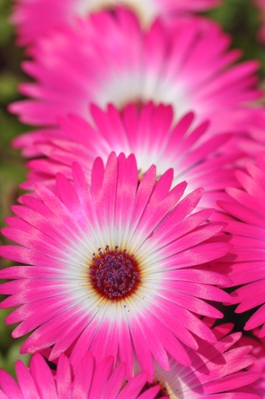 livingstone daisyの写真素材