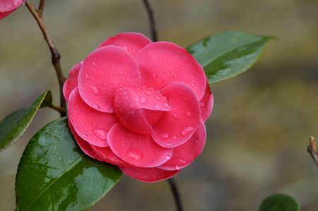 wet camellia  with rainの写真素材