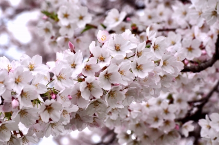 cherry blossomsの写真素材