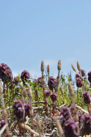 horsetailの写真素材