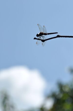 dragonflyの写真素材