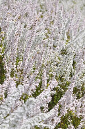 spiraea thunbergiiの写真素材