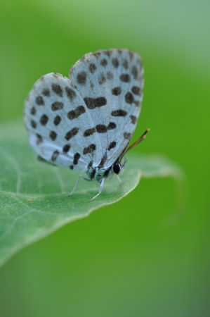 butterflyの写真素材