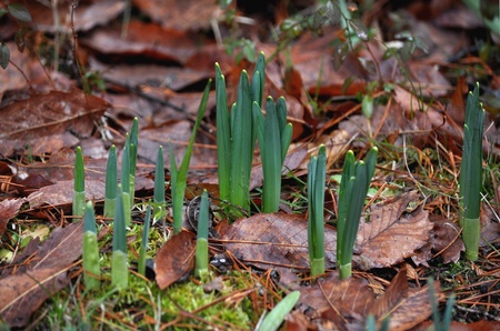 narcissus