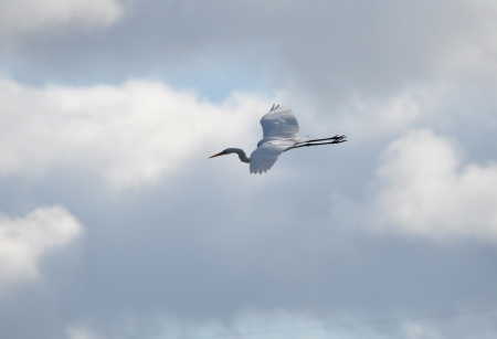 egretの写真素材