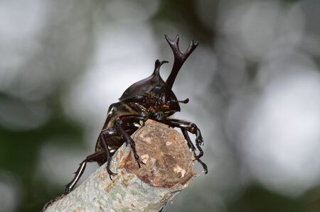 beetle
