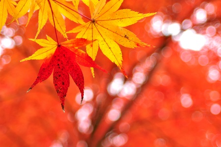 autumn leaves