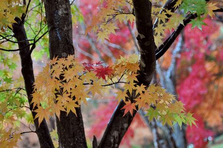 autumn leaves
