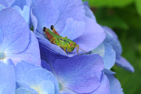 hydrangea and grasshopperの写真素材
