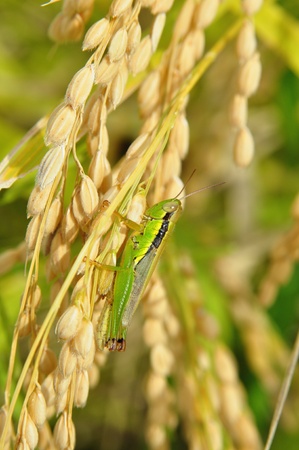  locust and ear of riceの写真素材