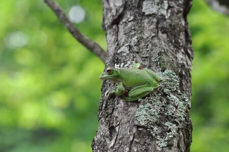 rhacophorus arboreusの写真素材