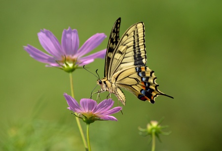 swallowtail butterflyの写真素材
