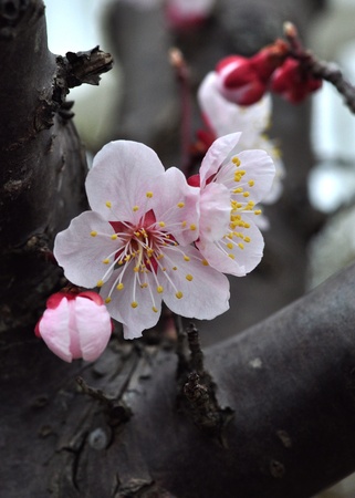 plum blossomの写真素材