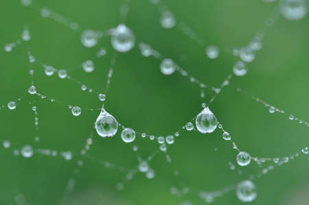 spider web