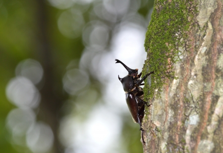 beetleの写真素材