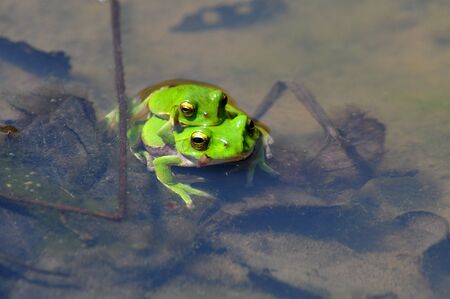frogs in loveの写真素材