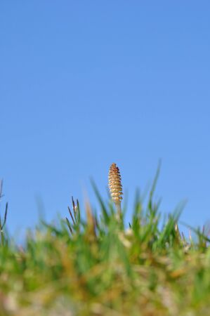 horsetailの写真素材