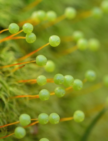 bartramia pomiformisの写真素材