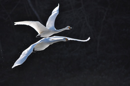 swansの写真素材